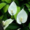 گل اسپاتی فیلوم